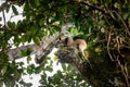 Northern tamandua, Tortuguero Cero, Costa Rica wildlife