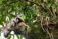 Northern tamandua, Tortuguero Cero, Costa Rica wildlife