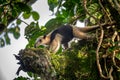 Northern tamandua, Tortuguero Cero, Costa Rica wildlife