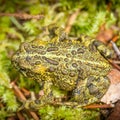 Northern Toad - Bufo boreas - Top View