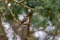 Northern tropical pewee (Contopus bogotensis), Guatavita Guavio Province, Wildlife and birdwatching in Colombia.