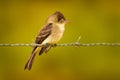 Northern tropical pewee, Contopus bogotensis, wild small bird sitting on the barbed wire fence in the nature. Flycatcher bird in Royalty Free Stock Photo