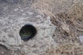 Northern tuatara inside its burrow.