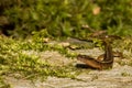 Northern Two-lined Salamander Royalty Free Stock Photo