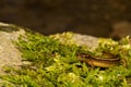 Northern Two-lined Salamander Royalty Free Stock Photo