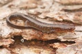 Northern Two-lined Salamander (Eurycea bislineata) Royalty Free Stock Photo
