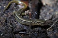 Northern Two Lined Salamander (Eurycea bislineata). Royalty Free Stock Photo
