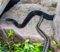 The Northern Viper ore common adder Royalty Free Stock Photo