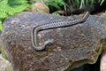 The Northern Viper ore common adder Royalty Free Stock Photo