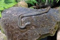 The Northern Viper ore common adder