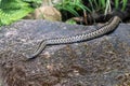 The Northern Viper ore common adder Royalty Free Stock Photo