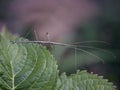 Northern Walking Stick Royalty Free Stock Photo