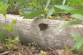 Northern Wall Brown butterfly with folded wings on dried trunk Royalty Free Stock Photo