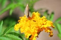 Northern Wall Brown butterfly Lasiommata petropolitana Royalty Free Stock Photo