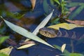 Northern Water Snake 2 Royalty Free Stock Photo