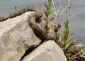 Northern Water Snake Royalty Free Stock Photo