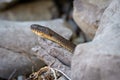 Northern Water Snake basking on a flat rock Royalty Free Stock Photo