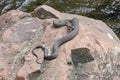 Northern Water Snake Basking on a Lakeshore Rock Royalty Free Stock Photo
