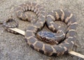 Northern Water Snake, Nerodia sipedon Royalty Free Stock Photo