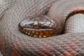 Northern Water Snake (nerodia sipedon) Royalty Free Stock Photo