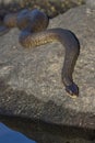 Northern Water Snake Nerodia sipedon sipedon basking on a rock Royalty Free Stock Photo