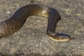 Northern Water Snake Nerodia sipedon sipedon flicking its tong Royalty Free Stock Photo