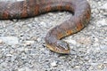 Northern Water Snake nerodia sipedon Royalty Free Stock Photo