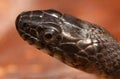 Northern Water Snake (nerodia sipedon) Royalty Free Stock Photo