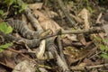 Northern Water Snake - Showing tongue Royalty Free Stock Photo