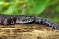 Northern Water Snake Wisconsin Royalty Free Stock Photo