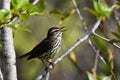 A Northern Water thrush bird sits perched on a branch Royalty Free Stock Photo