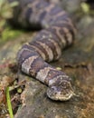 Northern Watersnake basking on a log - Pinery Provincial Park, Ontario, Canada