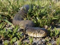 Northern Watersnake Royalty Free Stock Photo