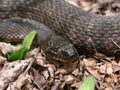 Northern Watersnake (Nerodia sipedon) Royalty Free Stock Photo