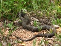 Northern Watersnake (Nerodia sipedon) Royalty Free Stock Photo