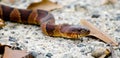 Northern Watersnake Royalty Free Stock Photo