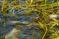 Northern Watersnake - Nerodia sipedon Royalty Free Stock Photo