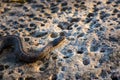 A Northern Watersnake on a rock Royalty Free Stock Photo