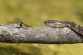 Northern Watersnake sharing a log with a Blue Dasher Dragonfly - Pinery Provincial Park, Ontario, Canada