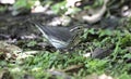 Northern Waterthrush Parkesia noveboracensis Royalty Free Stock Photo