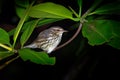 Northern Waterthrush - Parkesia noveboracensis, New World warbler and one of the Nearctic-Neotropical migratory songbirds Royalty Free Stock Photo