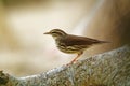 Northern Waterthrush - Parkesia noveboracensis, New World warbler and one of the Nearctic-Neotropical migratory songbirds.It Royalty Free Stock Photo