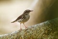 Northern Waterthrush - Parkesia noveboracensis, New World warbler and one of the Nearctic-Neotropical migratory songbirds.It Royalty Free Stock Photo