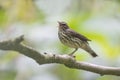 Northern Waterthrush (Parkesia noveboracensis) Royalty Free Stock Photo