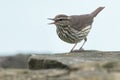 Northern Waterthrush - Parkesia noveboracensis Royalty Free Stock Photo