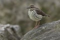 Northern Waterthrush - Parkesia noveboracensis Royalty Free Stock Photo