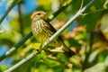 Northern Waterthrush - Parkesia noveboracensis Royalty Free Stock Photo