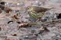 Northern Waterthrush - Parkesia noveboracensis Royalty Free Stock Photo