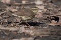 Northern Waterthrush - Parkesia noveboracensis Royalty Free Stock Photo