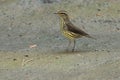 Northern Waterthrush - Parkesia noveboracensis Royalty Free Stock Photo